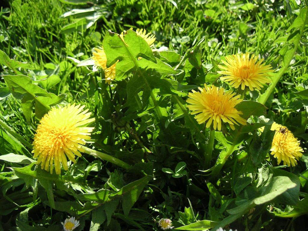 Natur-Aktiv-Hof Thiem 포텐스타인 외부 사진