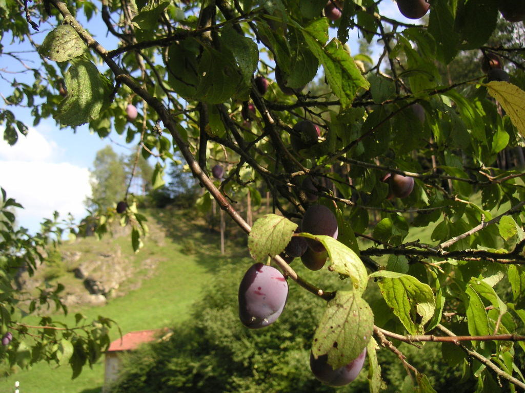 Natur-Aktiv-Hof Thiem 포텐스타인 외부 사진
